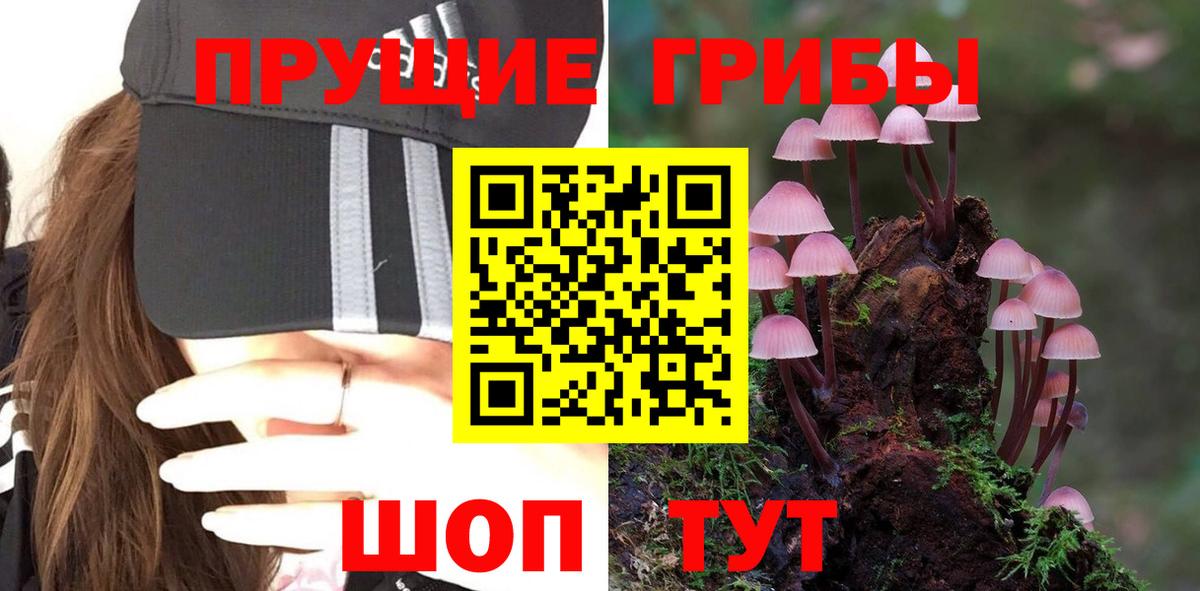 Котовск  Псилоцибиновые грибы прущие грибы  Вход с VPN 